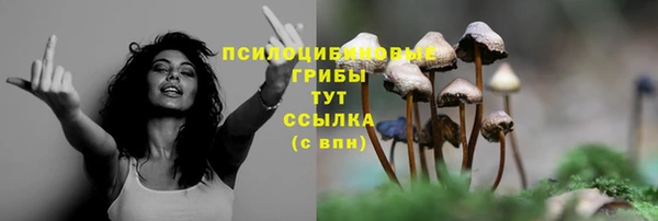 сатива Аркадак